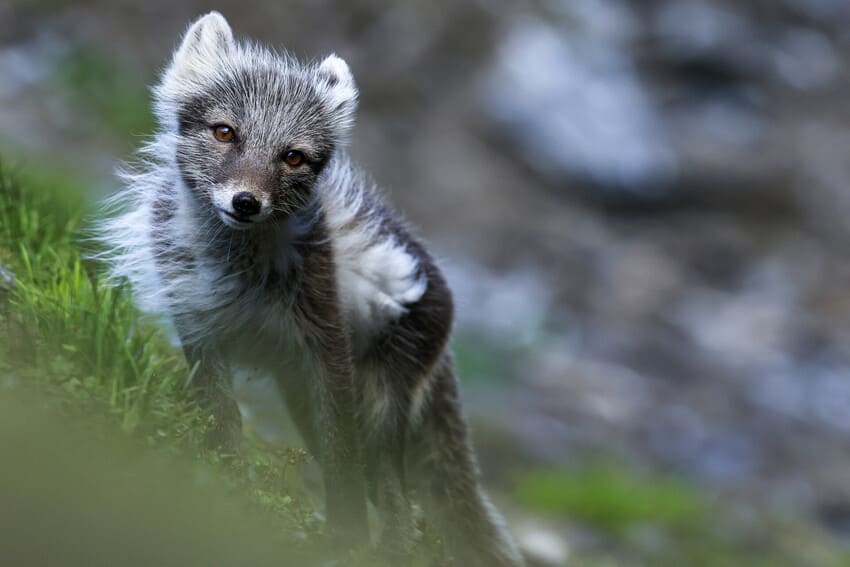 What do Arctic foxes eat? What do Arctic foxes eat?