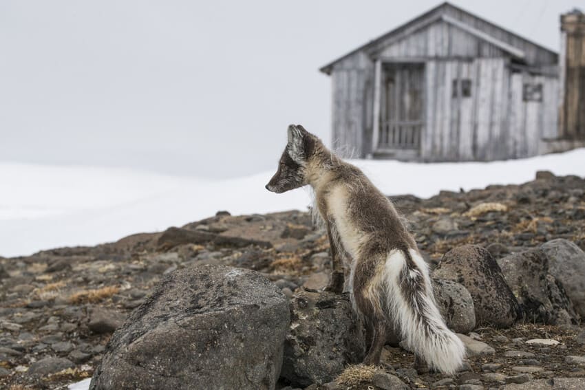 How many Arctic foxes are there? How many Arctic foxes are there?