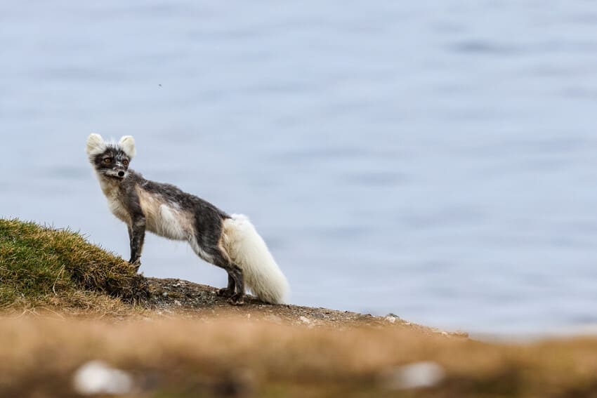 Do Arctic foxes make good pets? Do Arctic foxes make good pets?