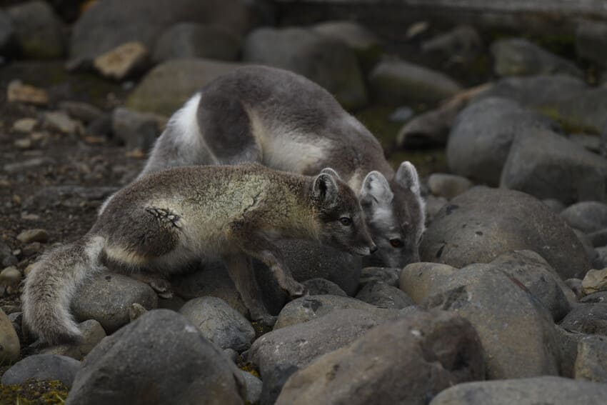 Top 5 Facts about Arctic Foxes Top 5 Facts about Arctic Foxes